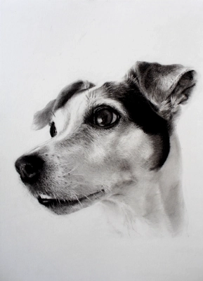 portrait dessiné d'un chien